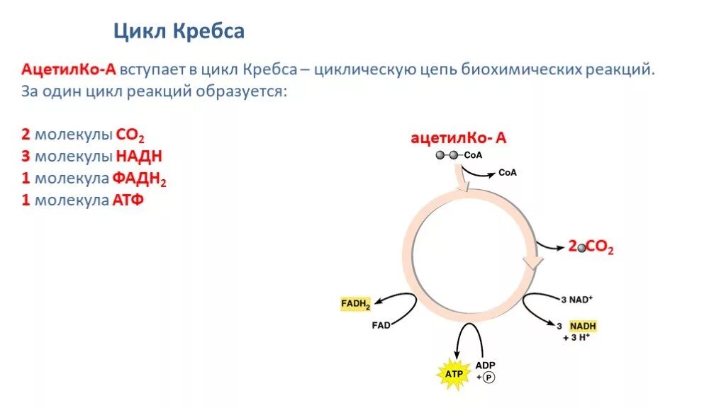 Цикл Кребса понятие. Цикл Кребса схема биохимия. Цикл Кребса кратко АТФ. Малоновая кислота цикл Кребса.