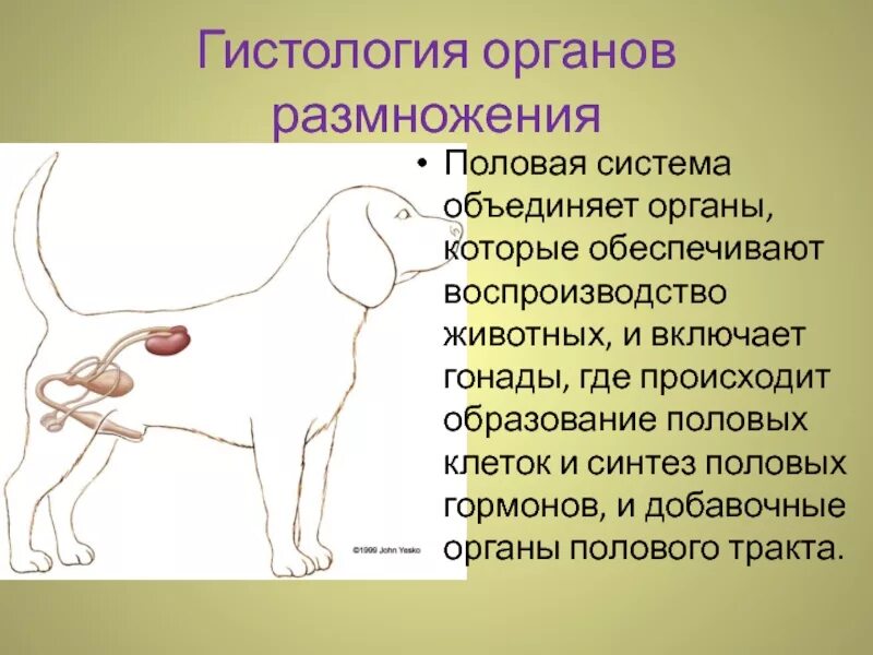 В каких органах образуются половые. Строение половой системы животных. Строение и функции половой системы у животных. Система размножения собак. Система органов размножения у собак.