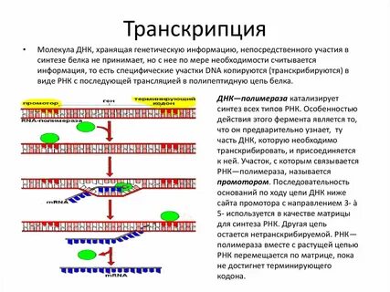 Смысловые участки и рнк