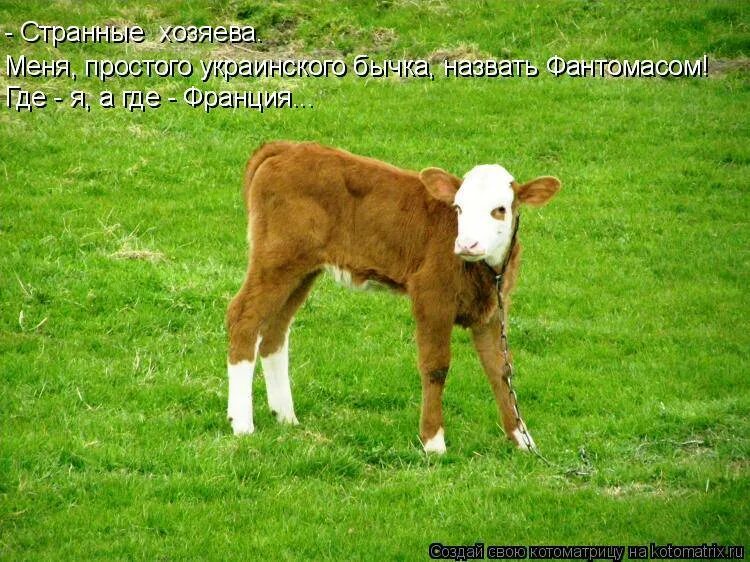 Как назвать бычка в марте. Кличка теленка. клички для теленка бычка. имя для теленка бычка. бычок прозвище.