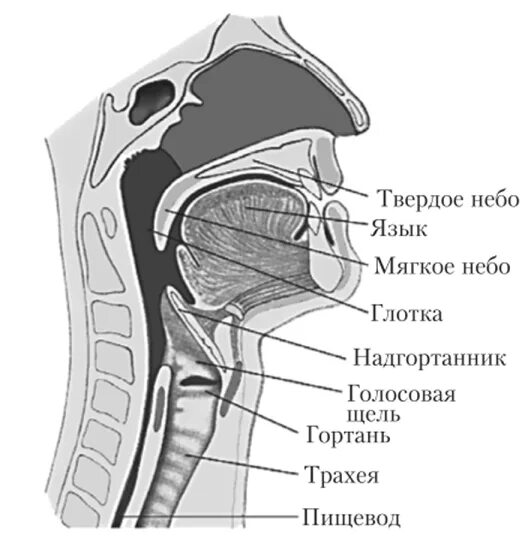 Глотка переходит. Строение ротовой полости человека сбоку. Строение глотки сбоку. Глотка гортань пищевод анатомия. Глотка надгортанник гортань.