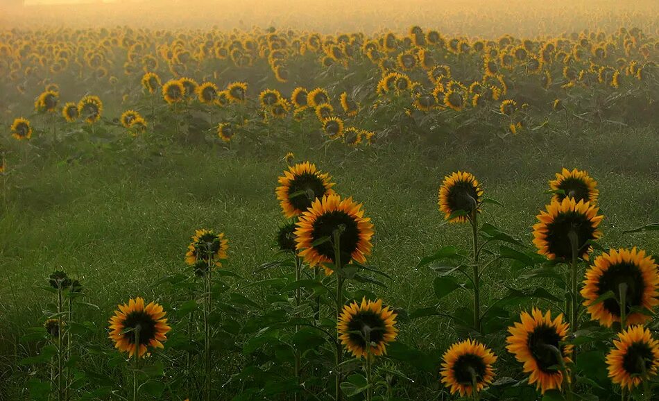 подсолнухи. поле с подсолнухами на закате. подсолнухи на закате. после подсолнухов. терриконы донбасса и подсолнухи.