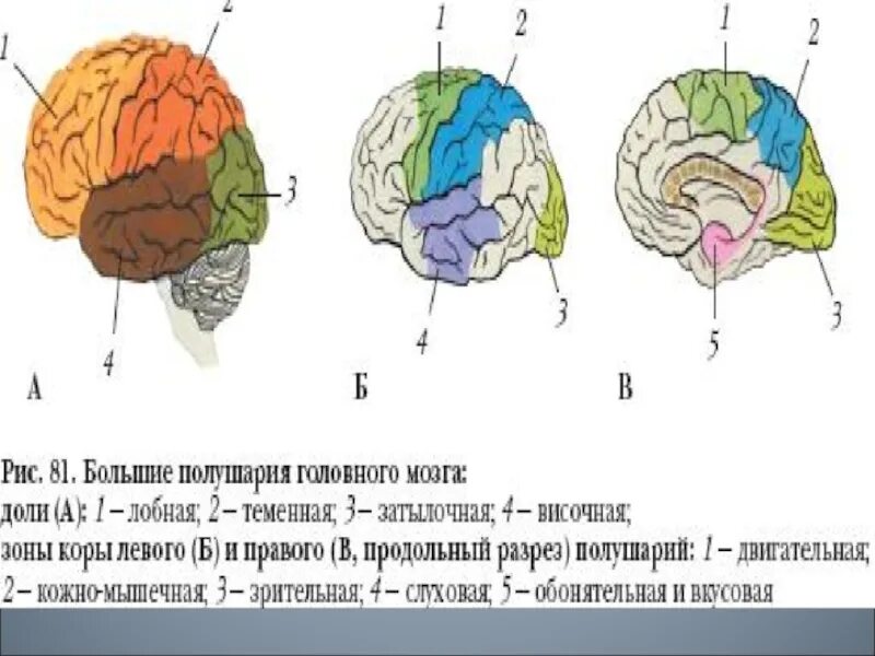 Строение головного мозга доли коры. . Строение головного мозга и доли больших полушарий.. Зоны коры левого полушария головного мозга.