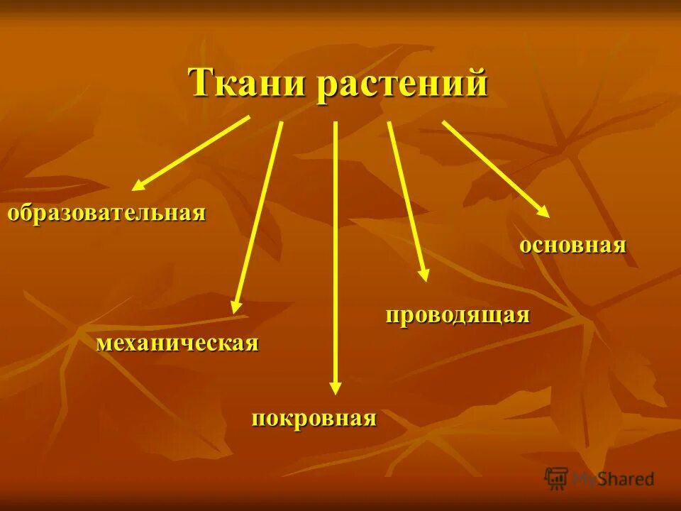 Образовательные ткани основные проводящие. Покровная образовательная механическая. механическая проводящая образовательная это. механическое волокно проводящая или покровная. выделяют образовательные в покровные механические и основные.