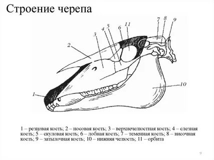 Лицевой череп животных