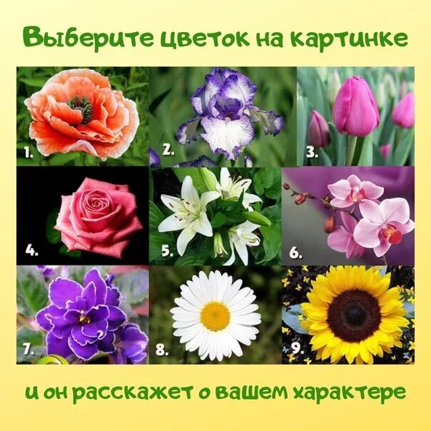 Луковицы цветов определить. Цветы определением по цветам. Комнатные растения картинки и названия. Как по картинке определить что за цветок. Определить название комнатного цветка.