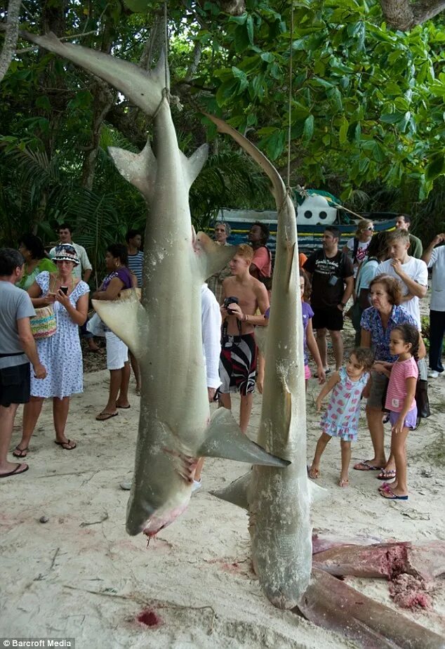 Нападение остров. Акулы на Сейшелах. Акулы на Сейшельских островах. Сейшелы акулы нападения. Лимонная акула Сейшелы.
