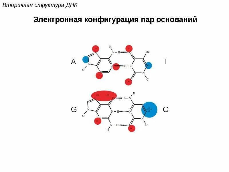 Вторичная структура ДНК И РНК. Пары оснований ДНК. Биополимер ДНК. Структурная формула биополимера. Биополимеры рнк