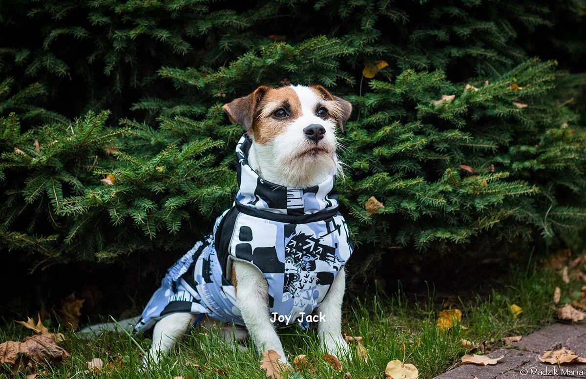 зимний комбинезон для джек рассел терьера. джек-рассел-терьер. одежда для собак булли. одежда для собак джек рассел. одежда для собак джек рассел.