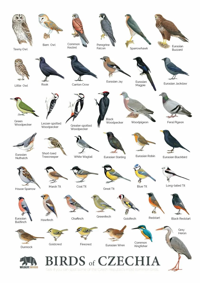 Types of Birds. Common Birds. The most common Birds. Common Birds in Europe vector.