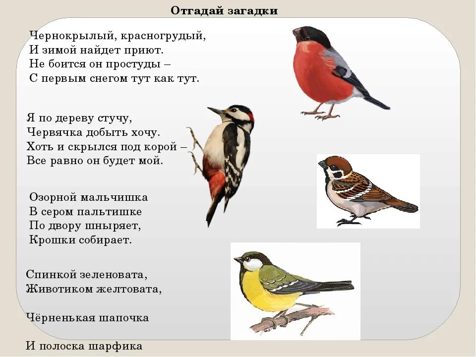 Стихи про птиц для детей короткие. Загадки про птиц для детей 4-5. Загадки про зимующих птиц для детей. Загадки про птиц для дошкольников. Загадки про зимующих птиц для дошкольников.