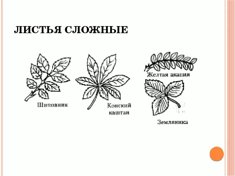 Шиповник сложное или простое. Жилкование листа шиповника. Жилкование листа земляники. Шиповник листья сложные жилкование листорасположение простые. Жилкование листа земляники Лесной.