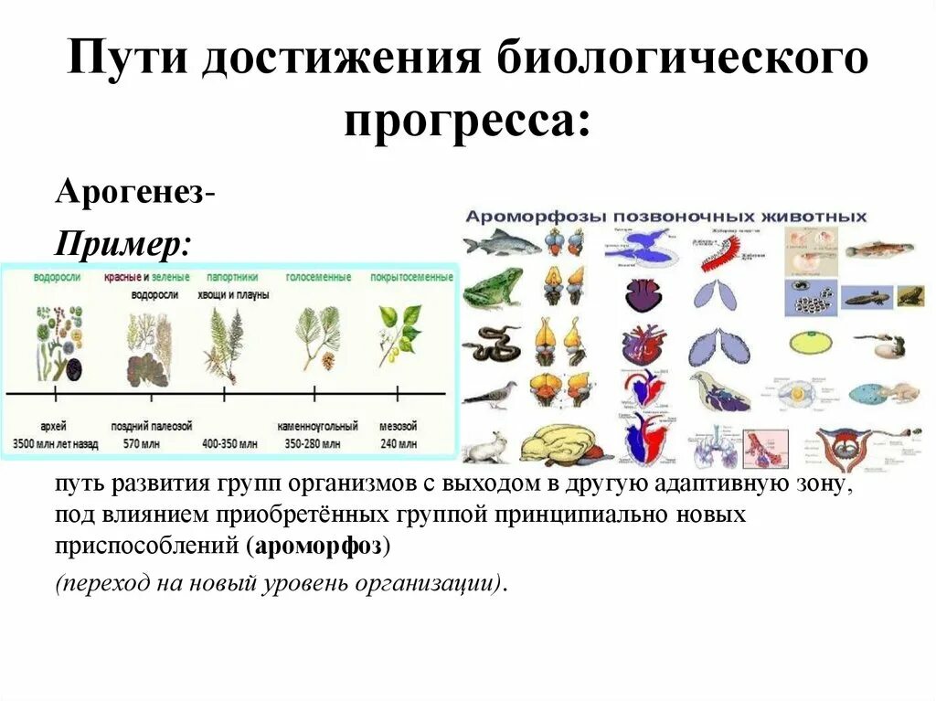 Биологический прогресс цветковых. Пути достижения биологического прогресса арогенез. Пути достижения биологического прогресса дегенерация пример. Пути достижения биологического прогресса вывод. Схема пути достижения биологического прогресса с примерами.