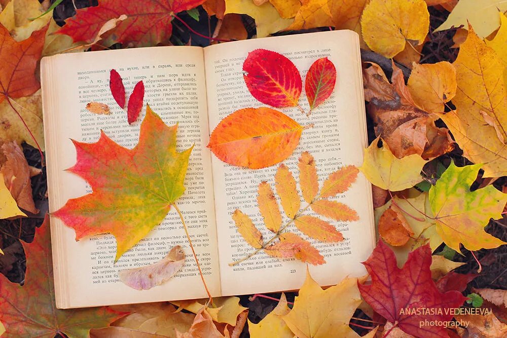 Как сделать из листьев книжку