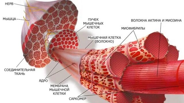 Красные мышечные волокна. Красные мышечные волокна обеспечивают. Виды мышечных волокон. Красные мышечные волокна характеризуются. Красные и белые мышечные волокна.