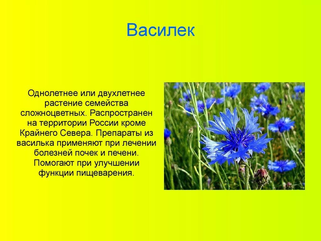 Васильки 3 класс