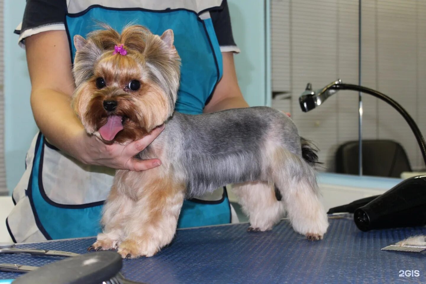 стрижка йорка под медвежонка. грумер стрижка йорка. стрижка йорка мальчика пошаговое. стрижка йорка. стрижка йорка мальчика пошаговое.