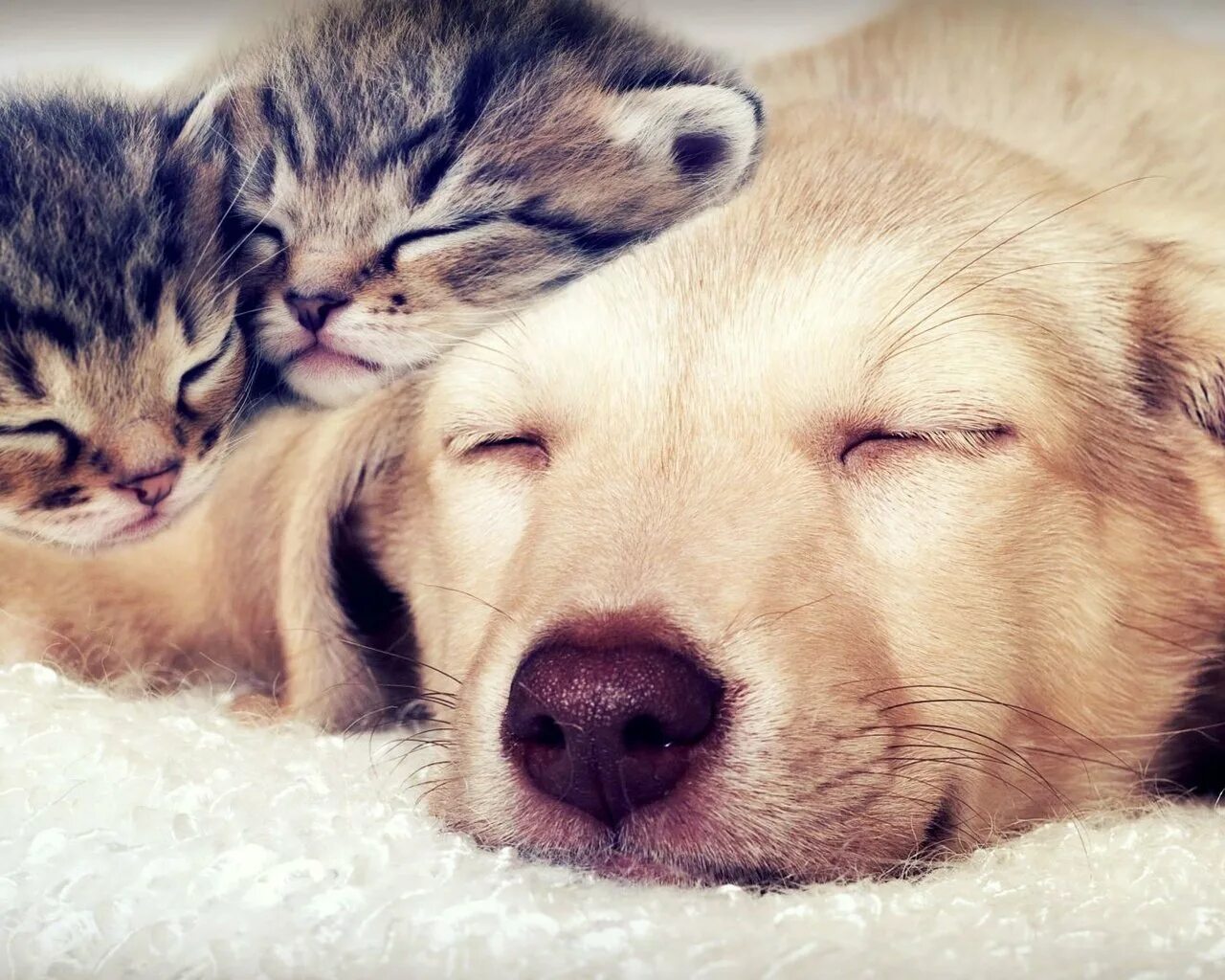 Собака и кошка вместе. Кот с собакой обнимаются. Cat nap x dog. Cat nap x dog. Cat nap x dog.