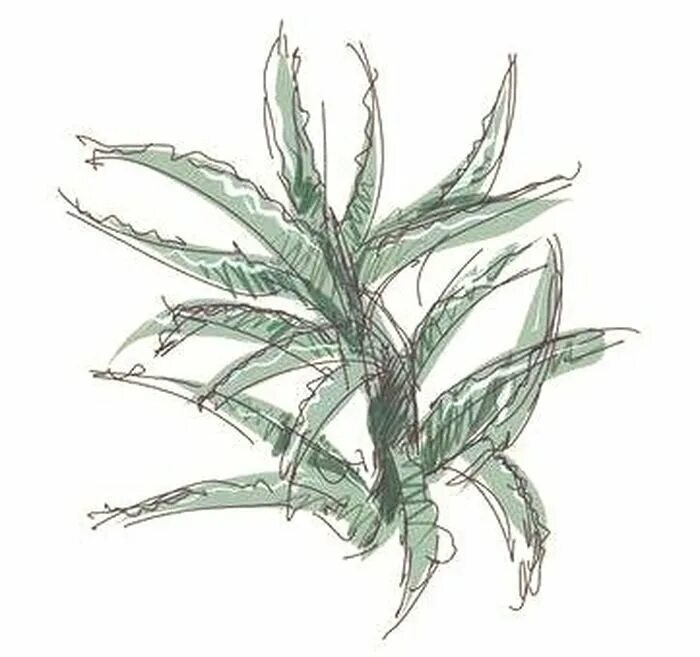 Алоэ рисунок. Алоэ легкие. Алоэ легкие. Алоэ в горшке. Алоэ комнатное растение.