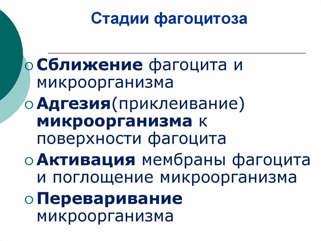 Основные стадии фагоцитоза, их характеристика.. Процесс фагоцитоза стадии. Этапы фагоцитоза микробиология. Стадии фагоцитоза.