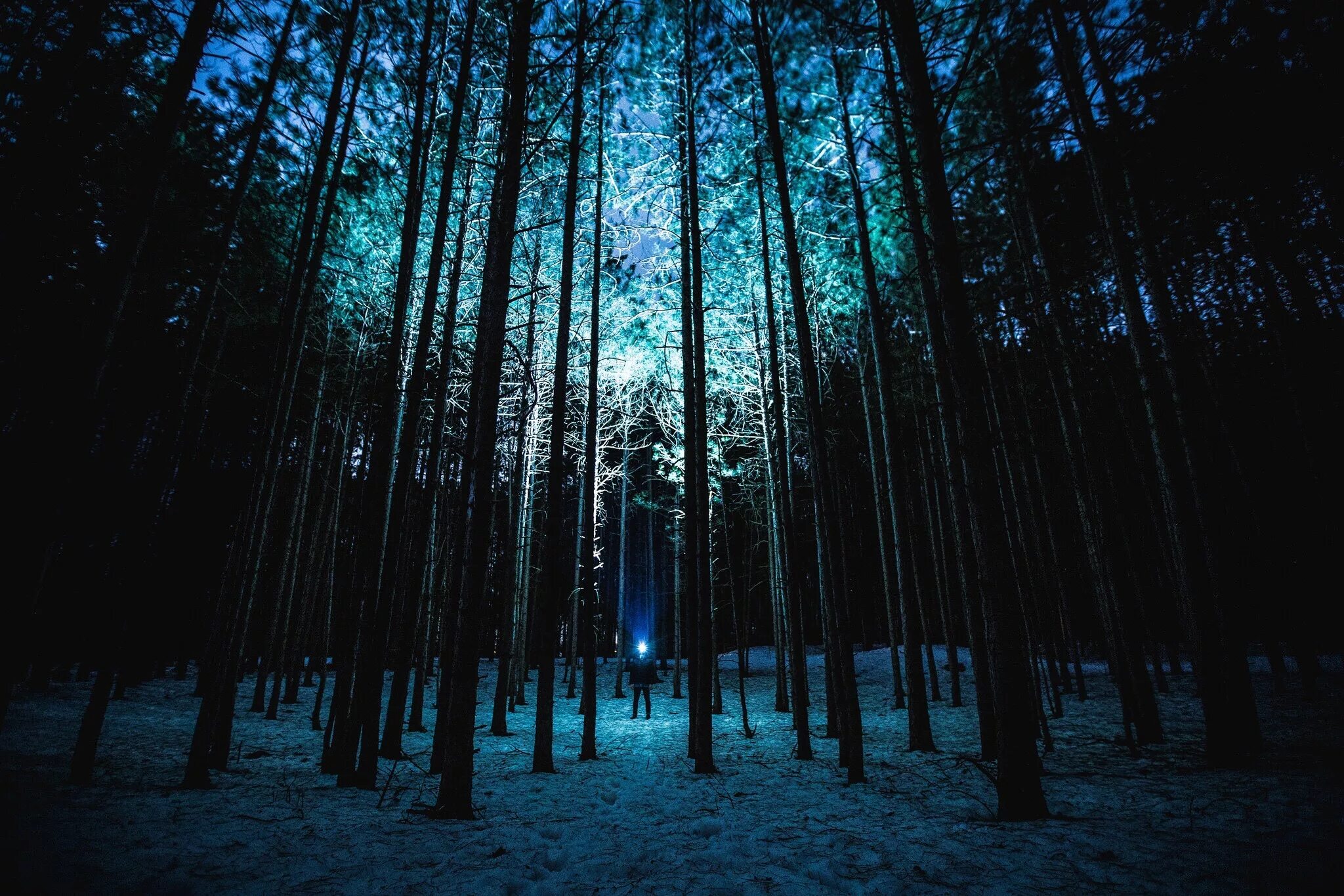 Лес ночью текст. Ночной лес. «ночь в лесу». красивый лес ночью. сосновый лес ночью.