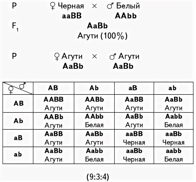 Aabb aabb полное доминирование. AABB генотип. Наследование окраски шерсти. Генетика задача ААВВ И ААВВ. Таблица генов AABB.