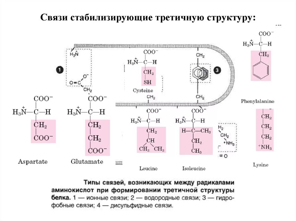 Связи стабилизирующие третичную структуру белка. Третичная структура белка стабилизируется водородными связями. Типы связей в третичной структуре белка. Третичная структура гидрофобные взаимодействия. Третичную структуру белка стабилизируют