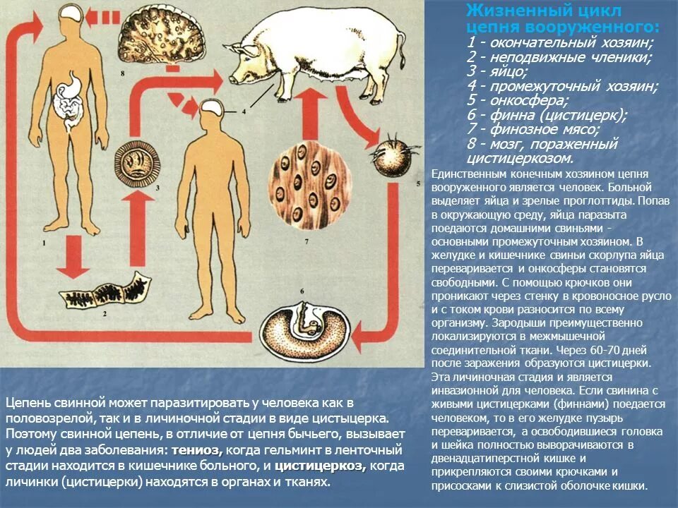 Какая стадия свиного цепня разовьется в человеке. Свиной цепень жизненный цикл промежуточный хозяин. Свиной цепень жизненный цикл цистицерка. Тениоз (свиной цепень) хозяин.