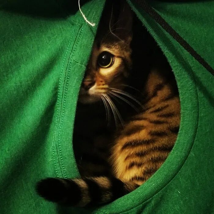 Кот под шляпой. Кот скрывается. Котенок прячется. Котенок спрятался. Кошка спряталась.