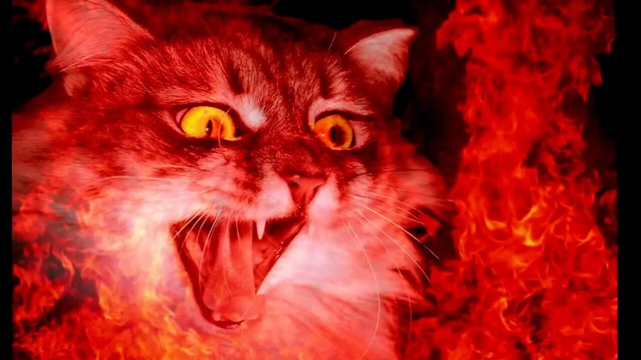 Rage cat. Мемы с котиками. Ярость мем с котиком. Испуганный кот. Мемчик с котом.