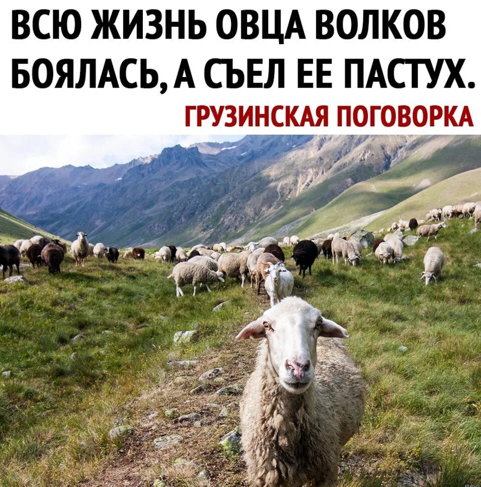 Он закричал пастухам чтобы они скорее гнали. Всю жизнь овца Волков боялась а съел. Пастух с баранами. Всю жизнь овца Волков. Пастух с овцами.