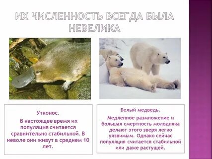 Красная книга белые страницы животные
