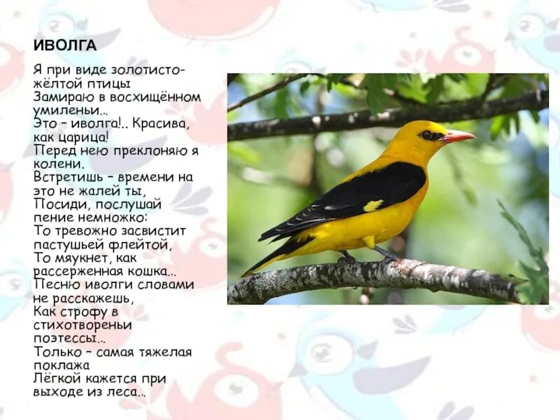 Иволга текст. Желтая Перелетная птица. Иволга презентация для детей. Стих про Иволгу.
