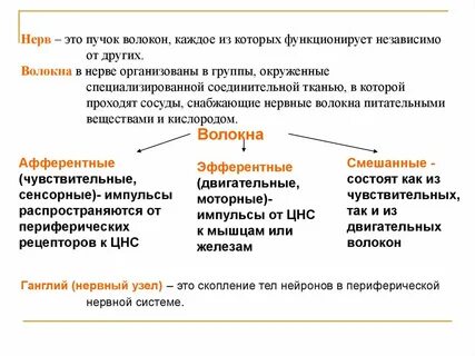 Нервы это рецепторы скопление тел нейронов