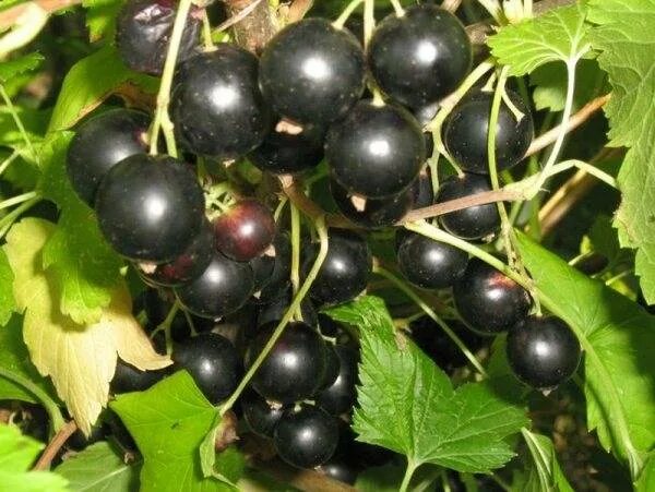 Лучшие сорта смородины для средней полосы. Смородина черная глобус. смородина черная сорта: глобус. крупноплодная черная смородина. смородина пигмей куст.