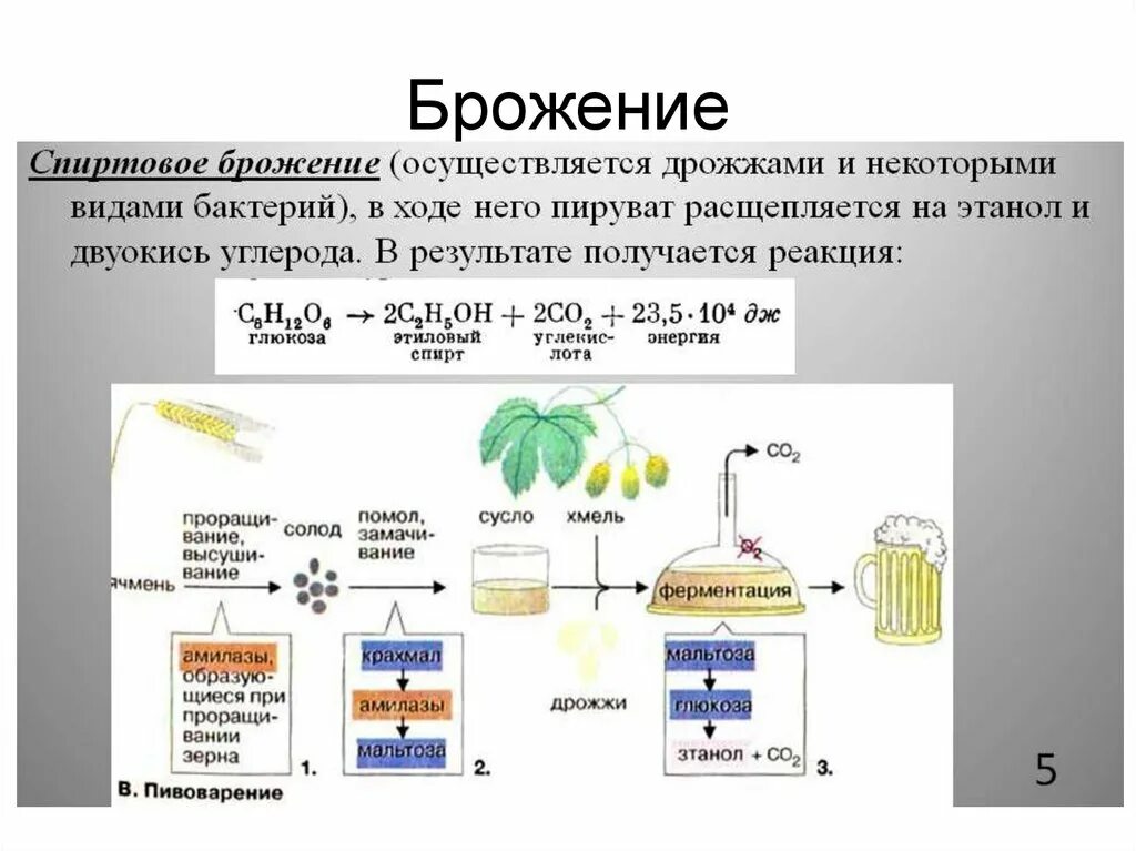 В результате спиртового брожения образуется. Брожение энергетический обмен. Спиртовое брожение. Спиртовое брожение схема. Энергетика брожения.