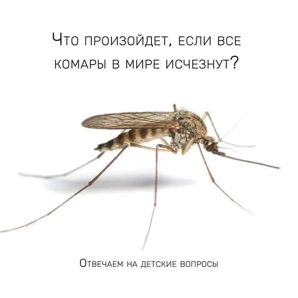 Белое брюшко не обращал внимания на писк. Пищание комаров. Писк комаров. Комар пищит.