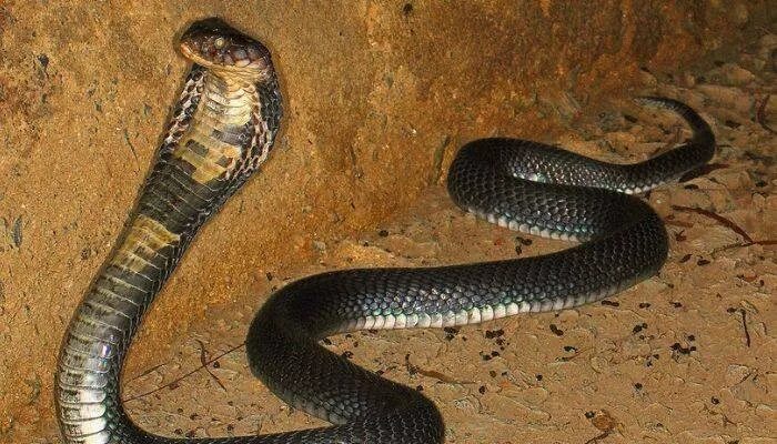 Rare iridescent snake discovered in Vietnam is covered in small scales that leav