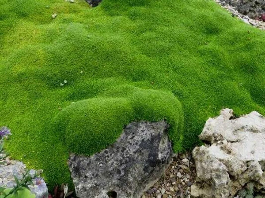 Мхи растения многолетние. Мшанка Грин Мосс. Очиток почвопокровный Мшанка. Мшанка шиловидная 'Green Moss'. Мох камнеломка.