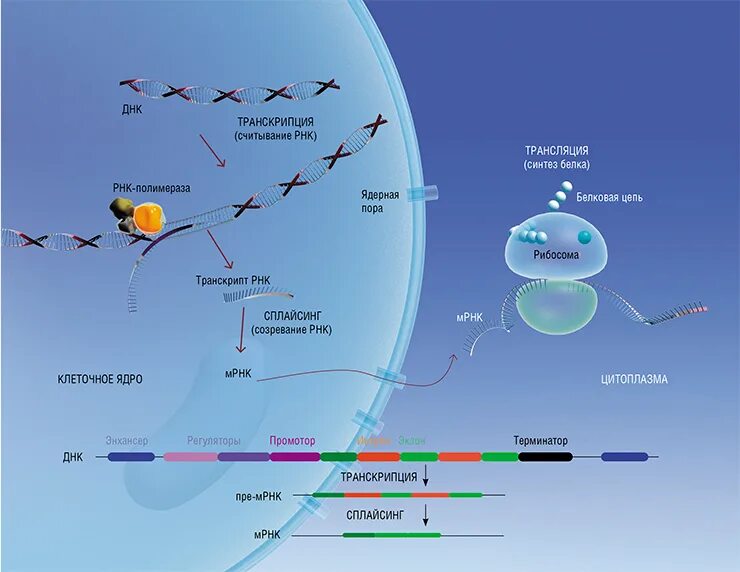 Транскрипция трансляция сплайсинг. Фермент РНК полимераза. Ген 40. Вапорессоо ген 40 испариели.