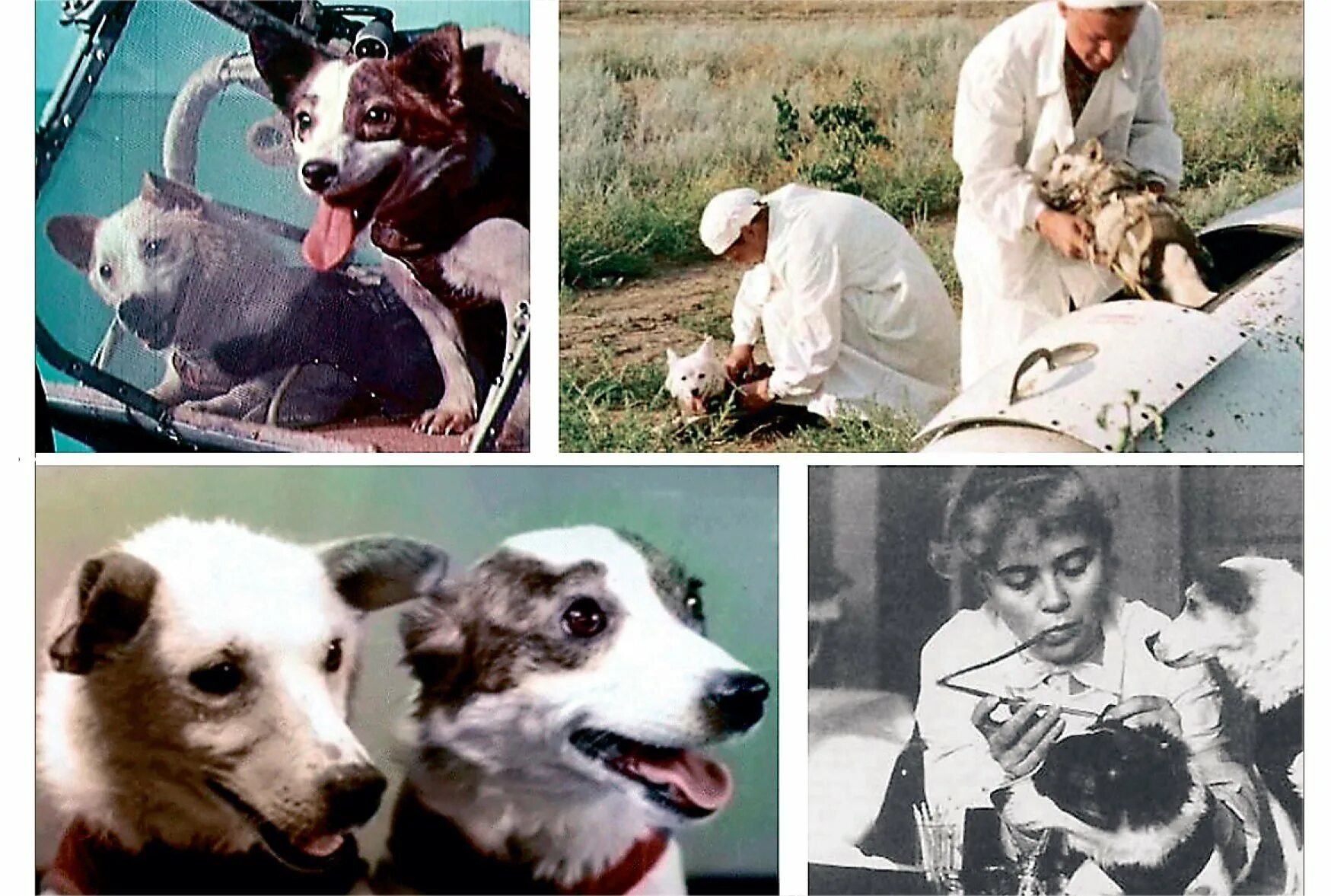 Полет в космос животного год. Белка и стрелка 1960. первые собаки космонавты белка и стрелка. 19 августа 1960 года белка и стрелка. белка и стрелка цыган и дезик.