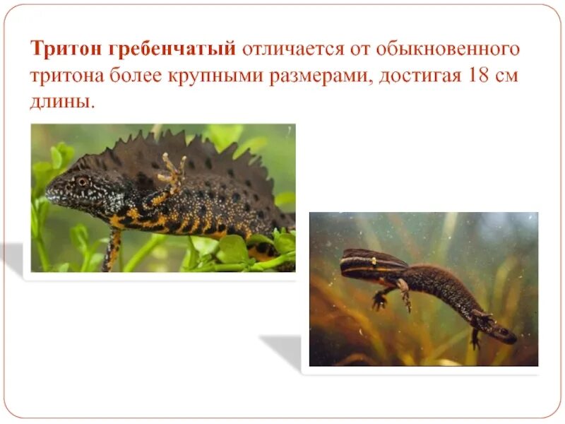 Какое развитие у гребенчатого тритона