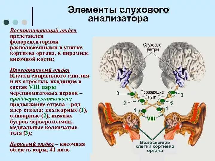 Анатомические отделы слухового анализатора. Слуховой анализатор физиология. Строение слухового анализатора физиология. Слуховой анализатор отделы физиологич. Физиология кохлеарного анализатора.