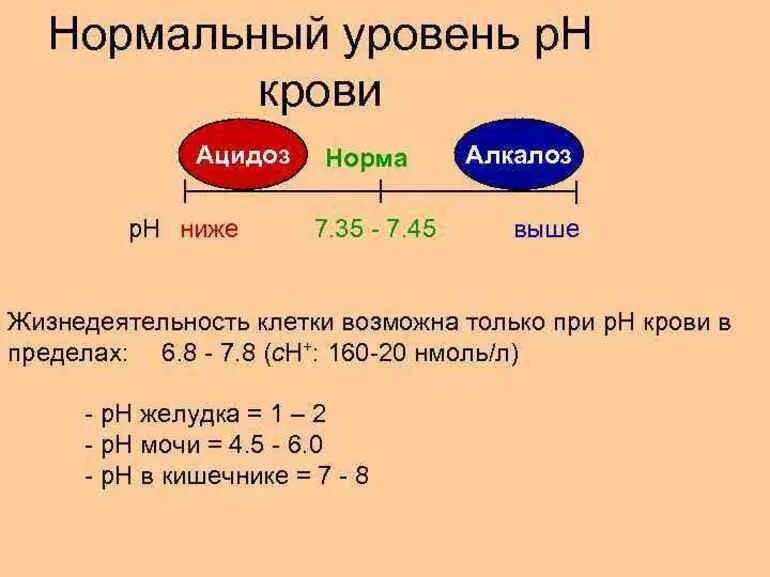 Определить кислотность крови. Норма РН крови у человека. Водородный показатель крови РН составляет. Чему равен PH крови в норме. Норма PH крови человека.