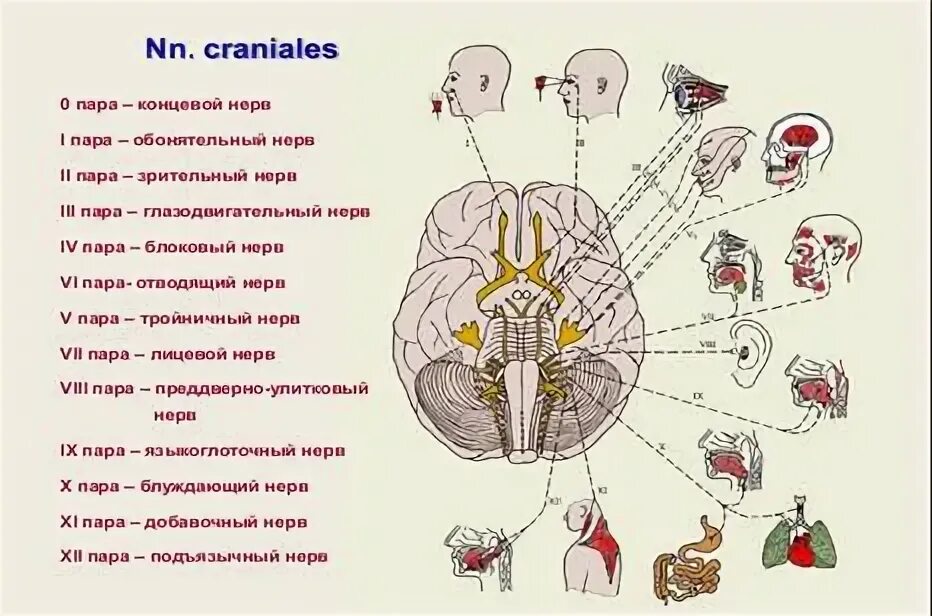 12 Черепно мозговых нервов схема. Черепные нервы схема схема. 12 Пар черепно мозговых нерв. 12 Пар черепно мозговых нервов схема.