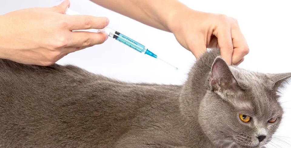 Где сделать бесплатную прививку кошкам. Вакцинация кошек. Укол коту. Котик вакцина.