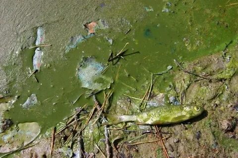 Вред водорослей