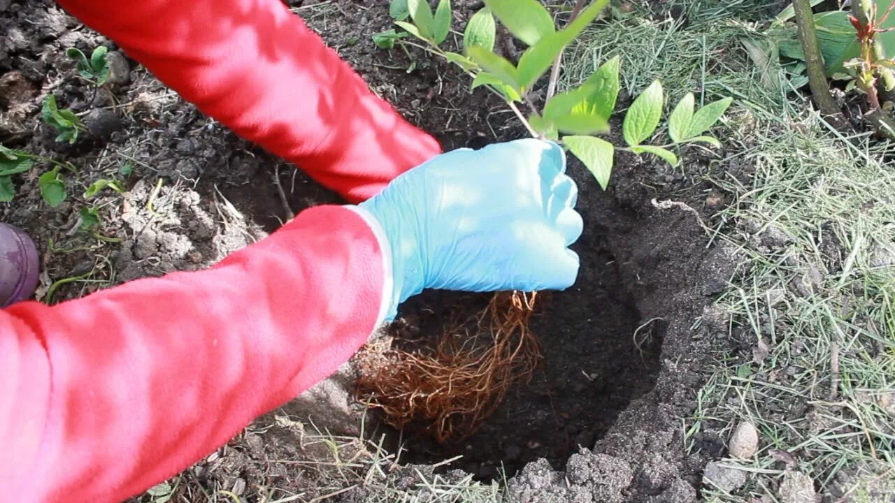 Почва для клематиса. Клематис посадка осенью в открытый грунт. клематисы высадка в открытый грунт. клематис высадка в открытый грунт весной. посадка клематиса летом в открытый грунт.