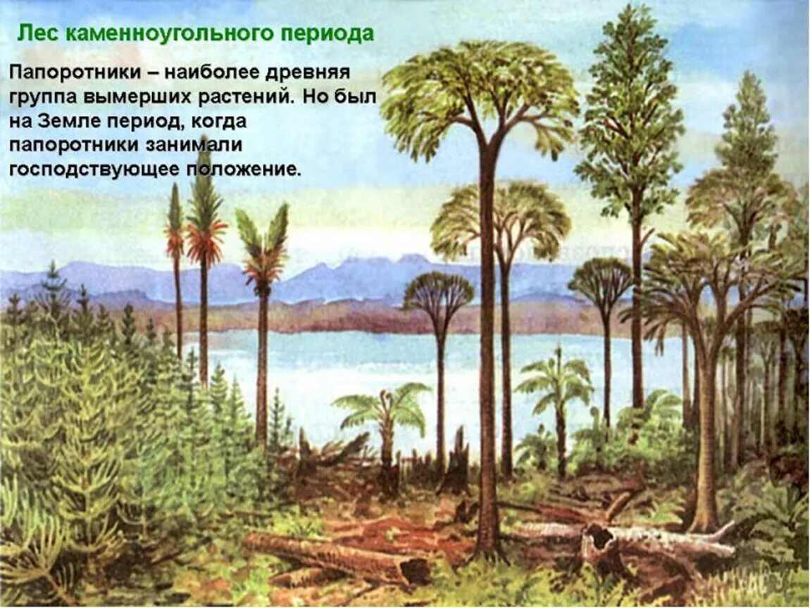 Лес каменноугольного периода хвощи плауны папоротники. Древовидные папоротники палеозойской эры. Древние папоротники хвощи и плауны. Плауны Палеозойская Эра. Значение древних папоротниковидных в природе