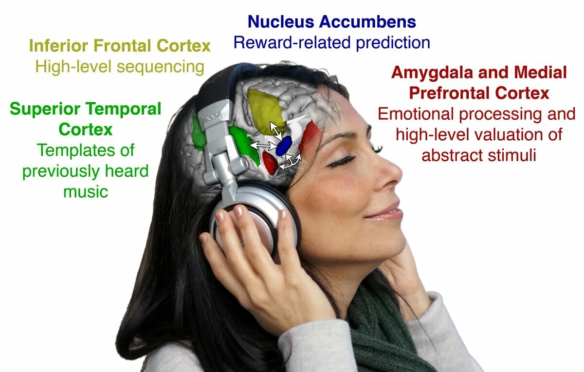 Воздействие музыки на мозг человека. Процесс восприятия музыки мозгом. Какмызыка влияет на мозг. Влияние прослушивания музыки. Музыка для улучшения мозга и памяти